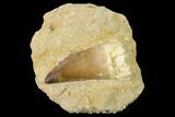 Mosasaur (Prognathodon) Tooth In Rock - Morocco #154885-1